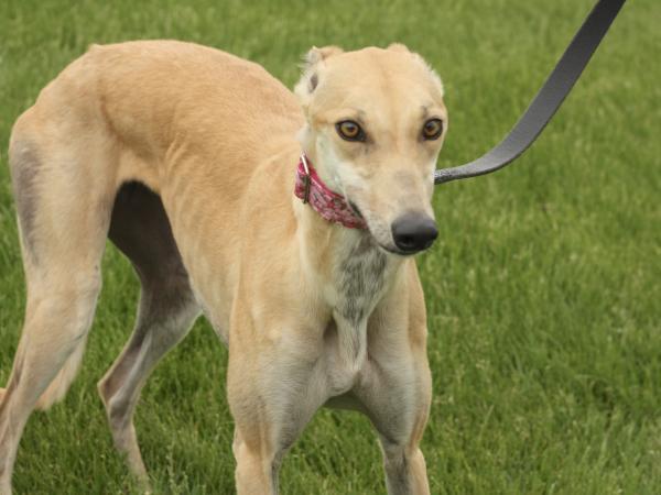 Adoptable Hounds | 4 Greyhound Racers